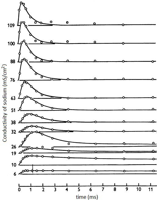 Conductivity of sodium channel