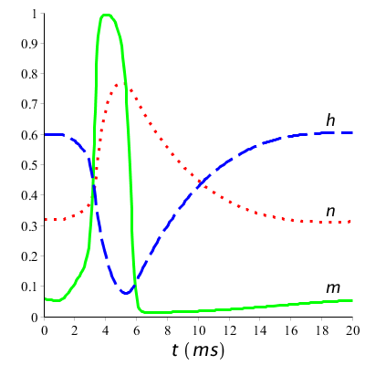 grafieken van n, m, h tijdens actiepotentiaal